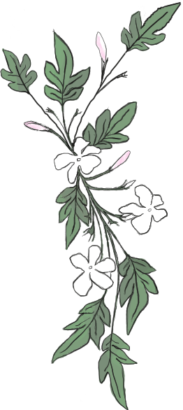 jazmines volt